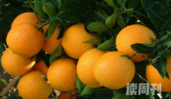 橙子的功效和营养价值（增强我们身体免疫力功能的功效）